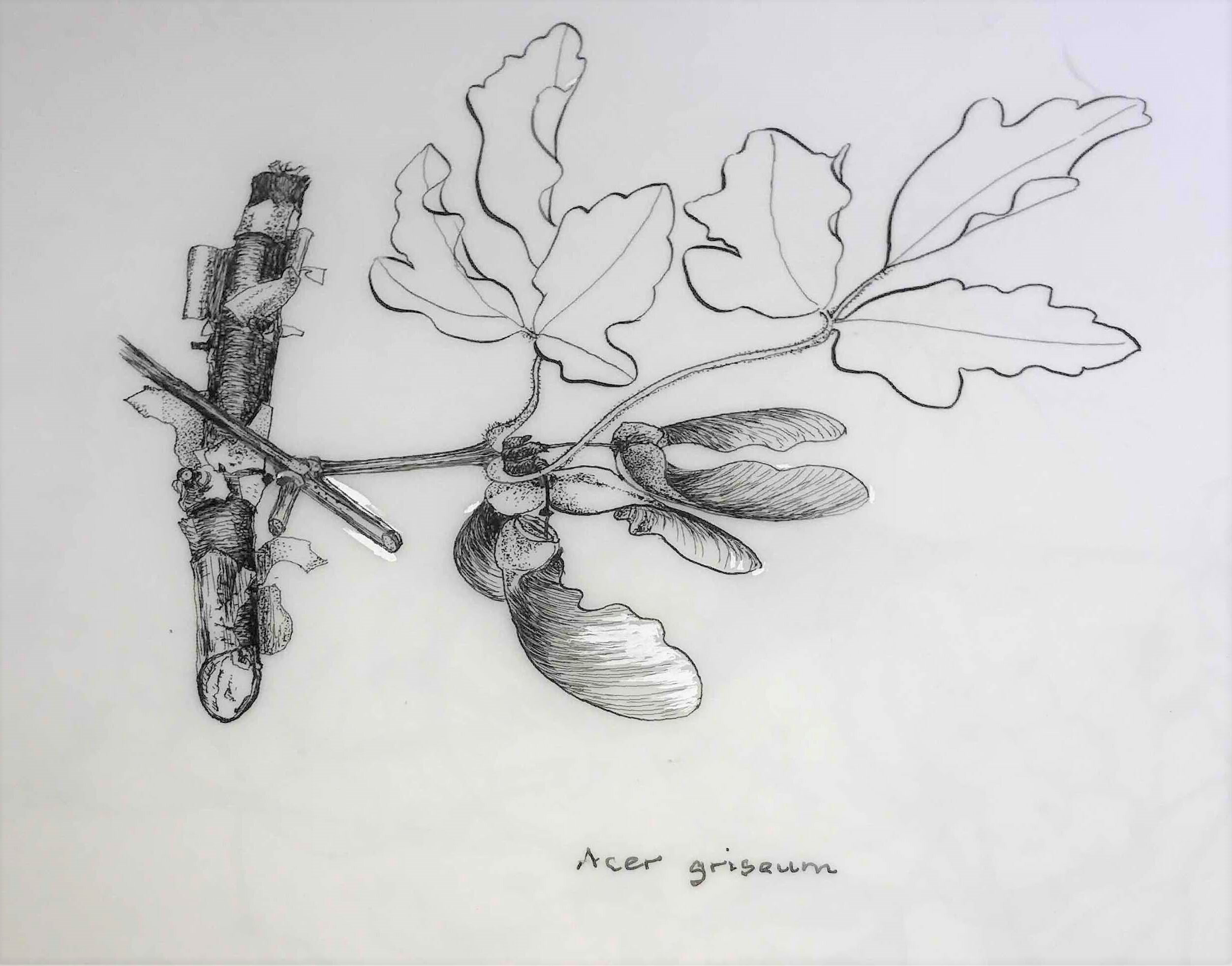 Acer grisaum