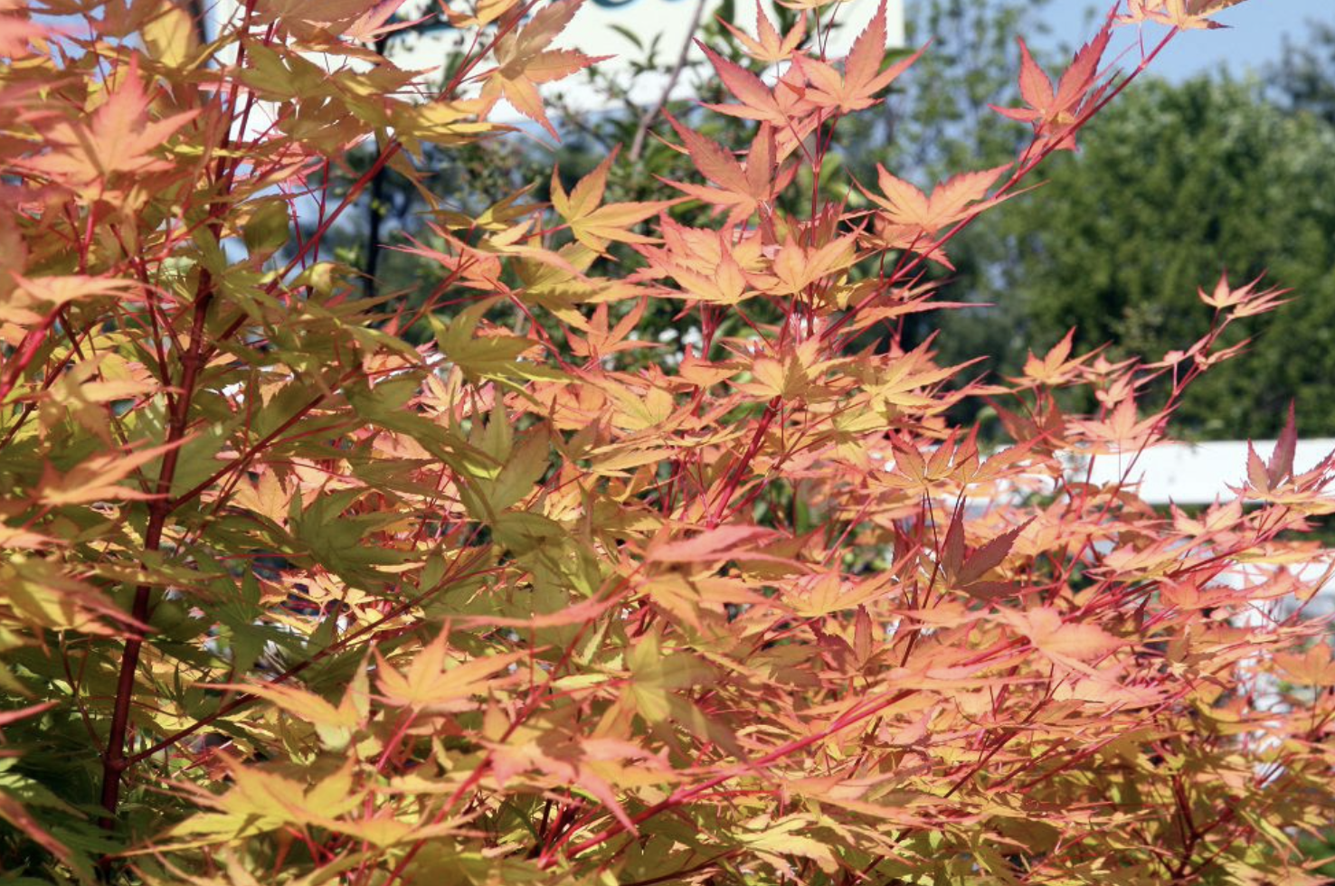 Acer palmatum Sango kaku