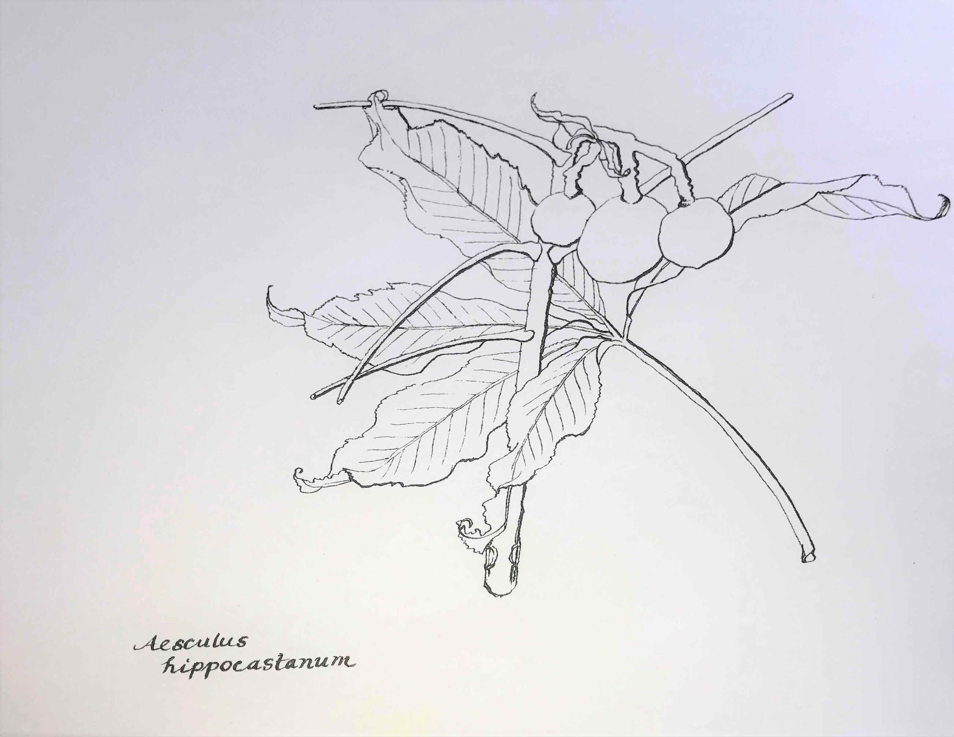 Aesculus hippocastanum