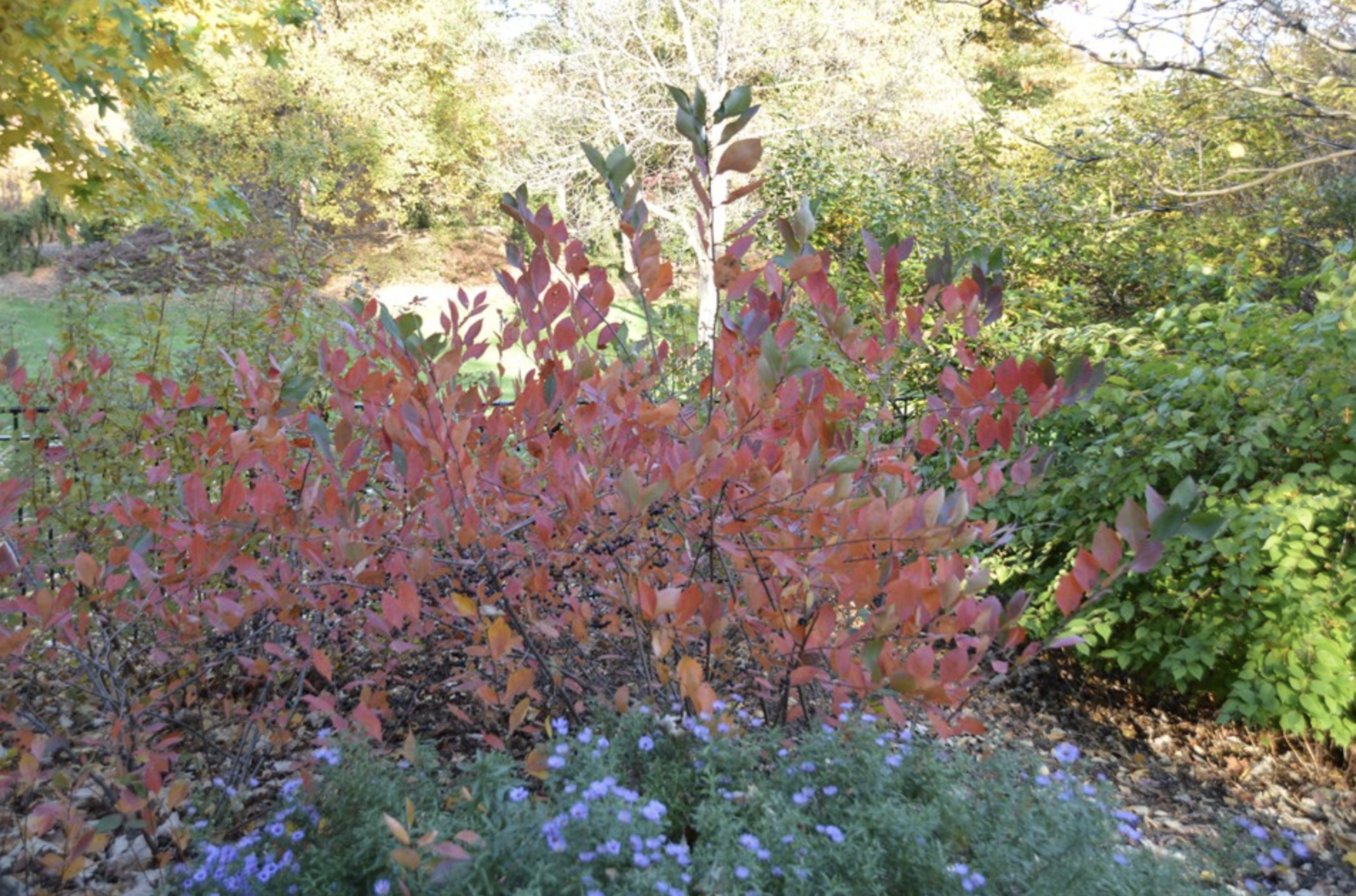 Aronia melanocarpa