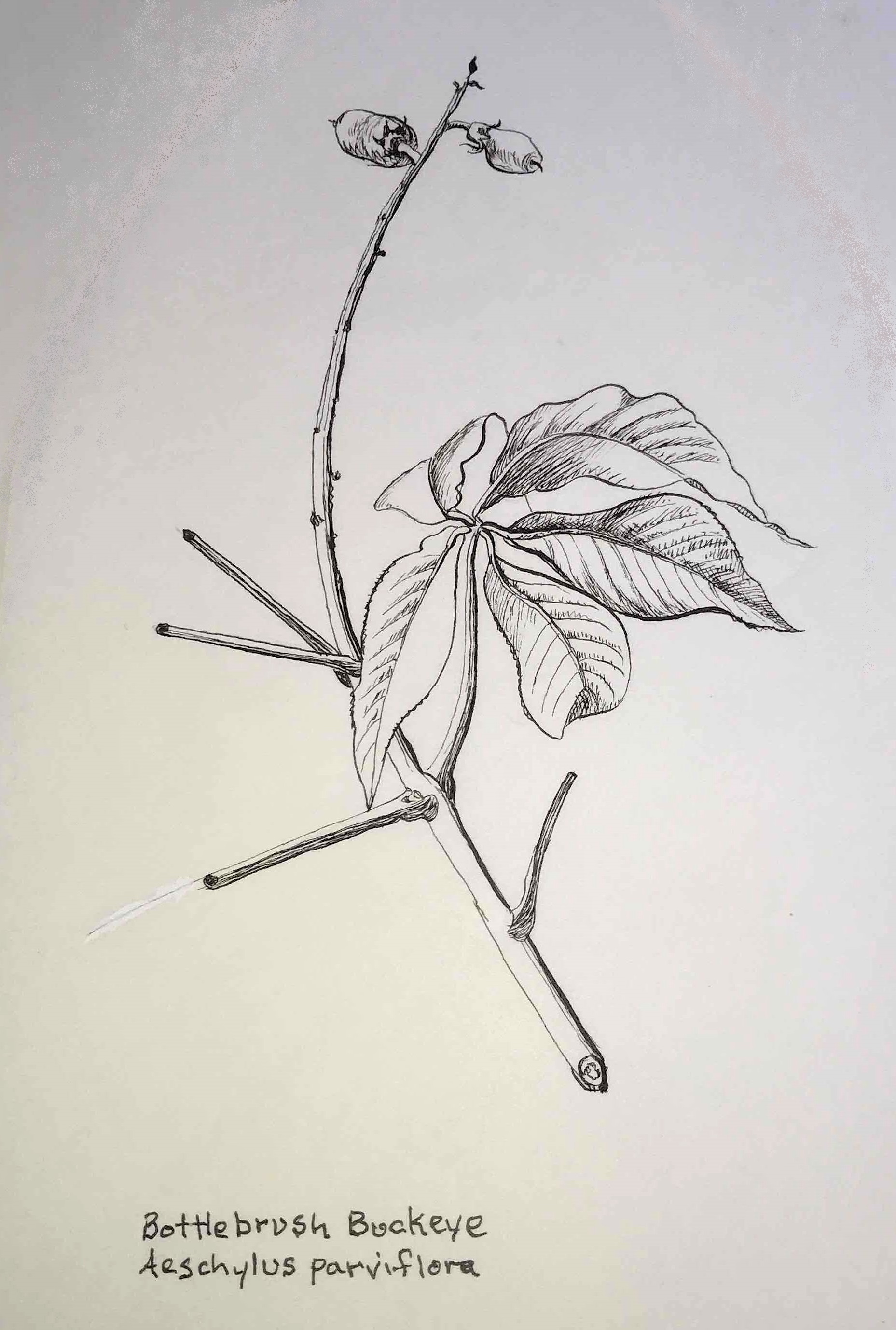 Bottlebrush Buckeye Auschylus parviflora