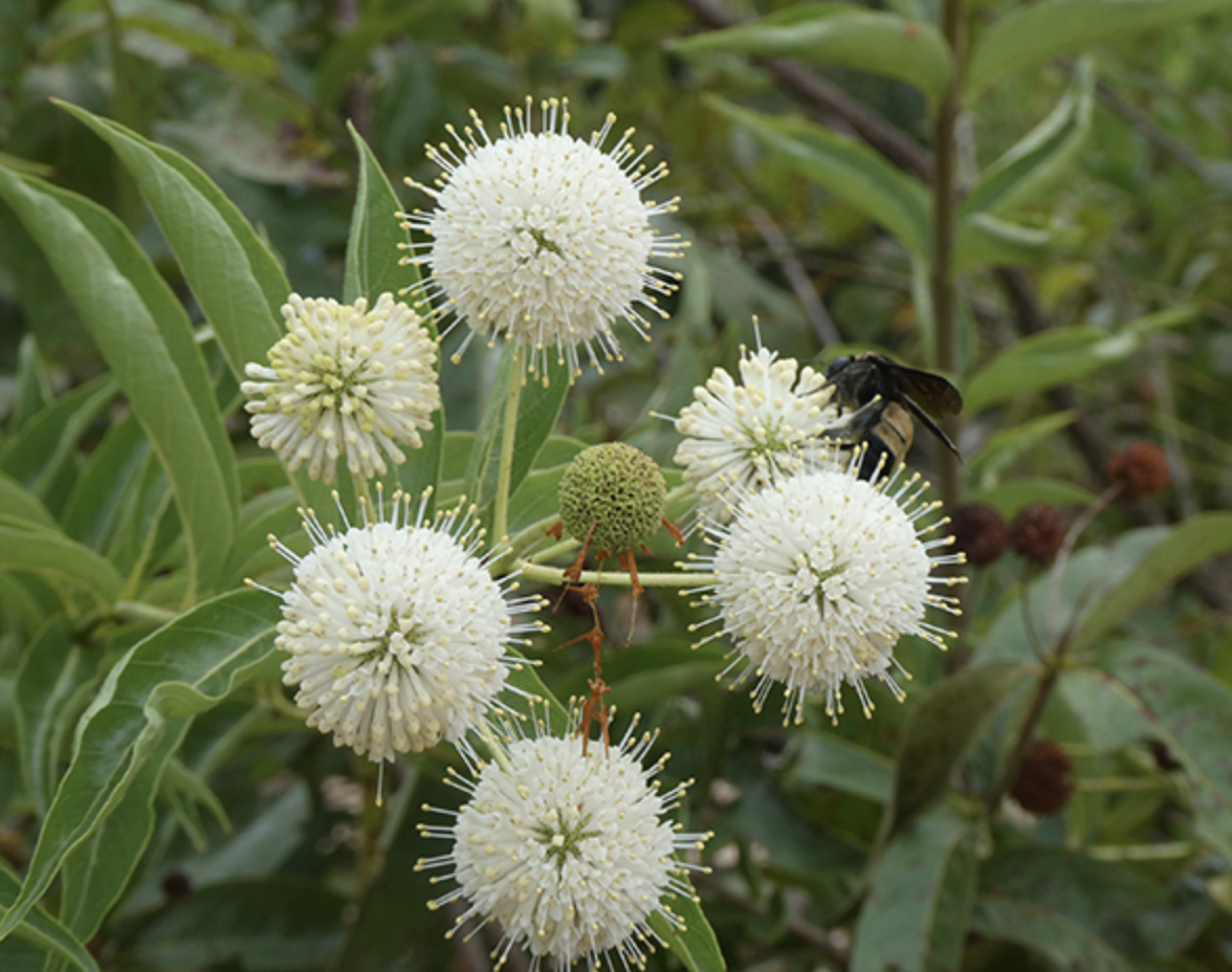 Cephalanthus occidentalis buttonbush