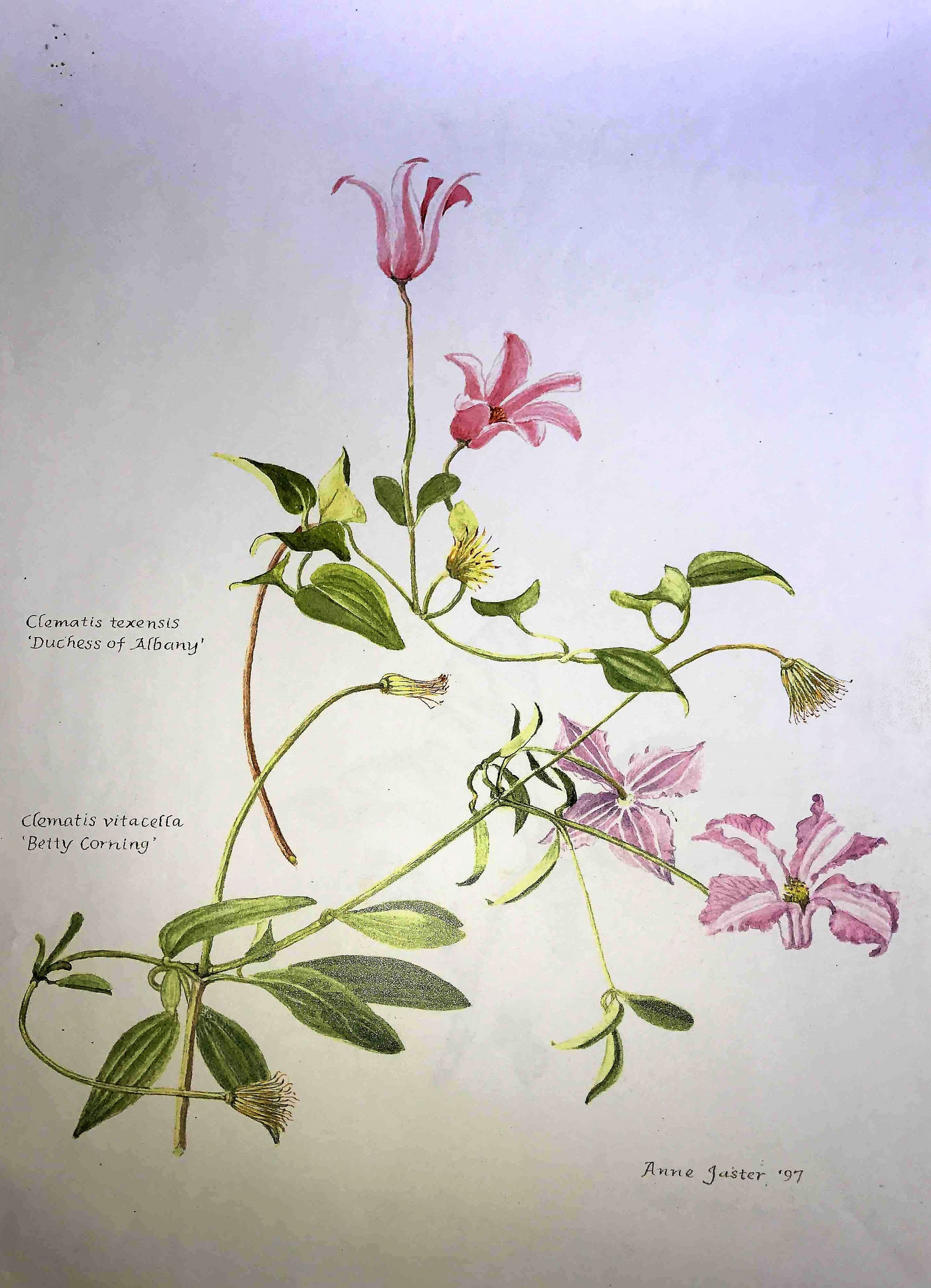 Clematis texensis Dutchess of Albany edit one