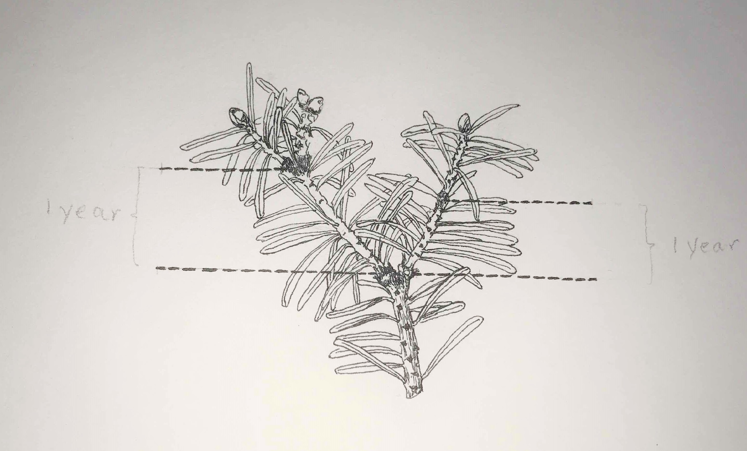 Evergreen growth diagram