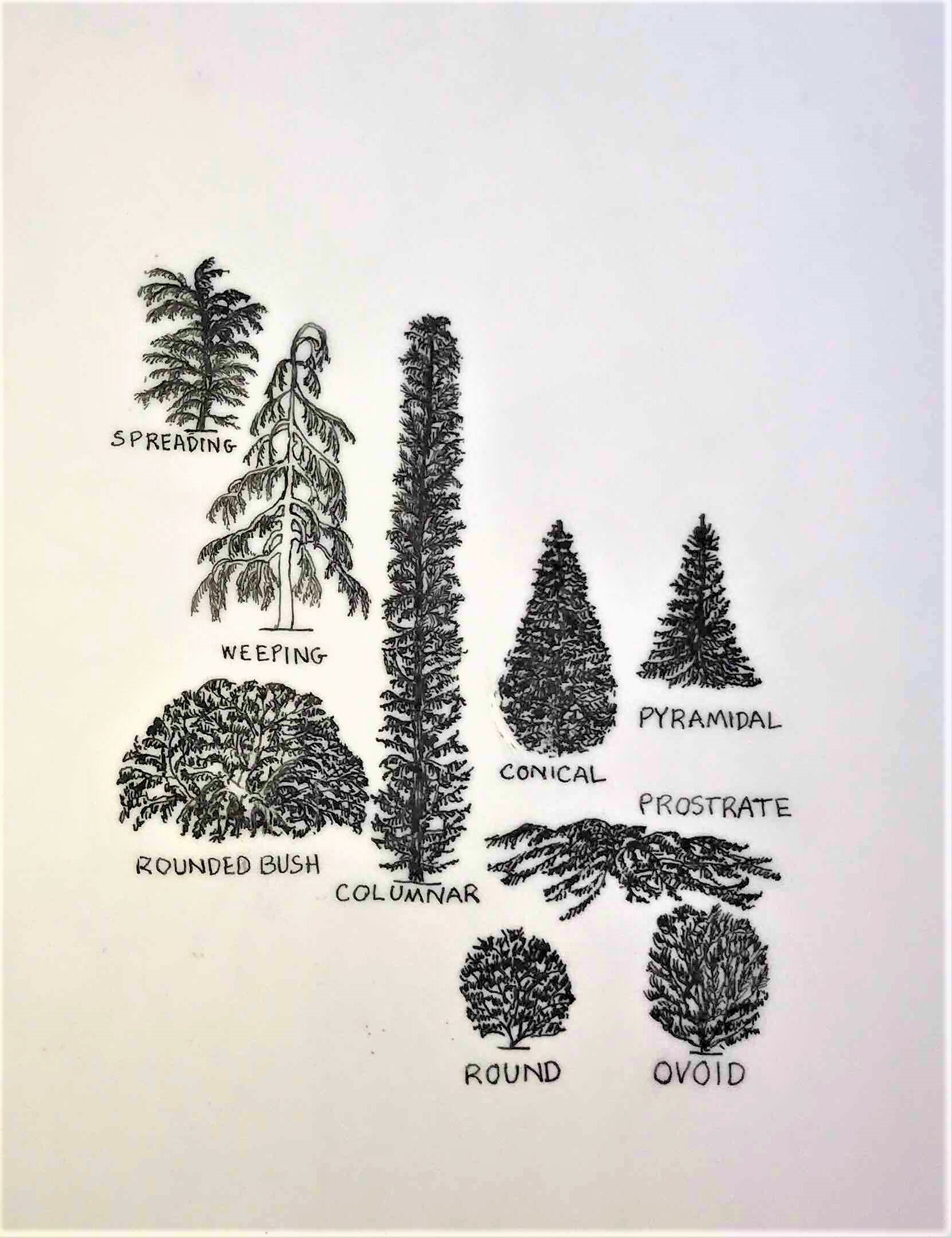 Evergreen habits