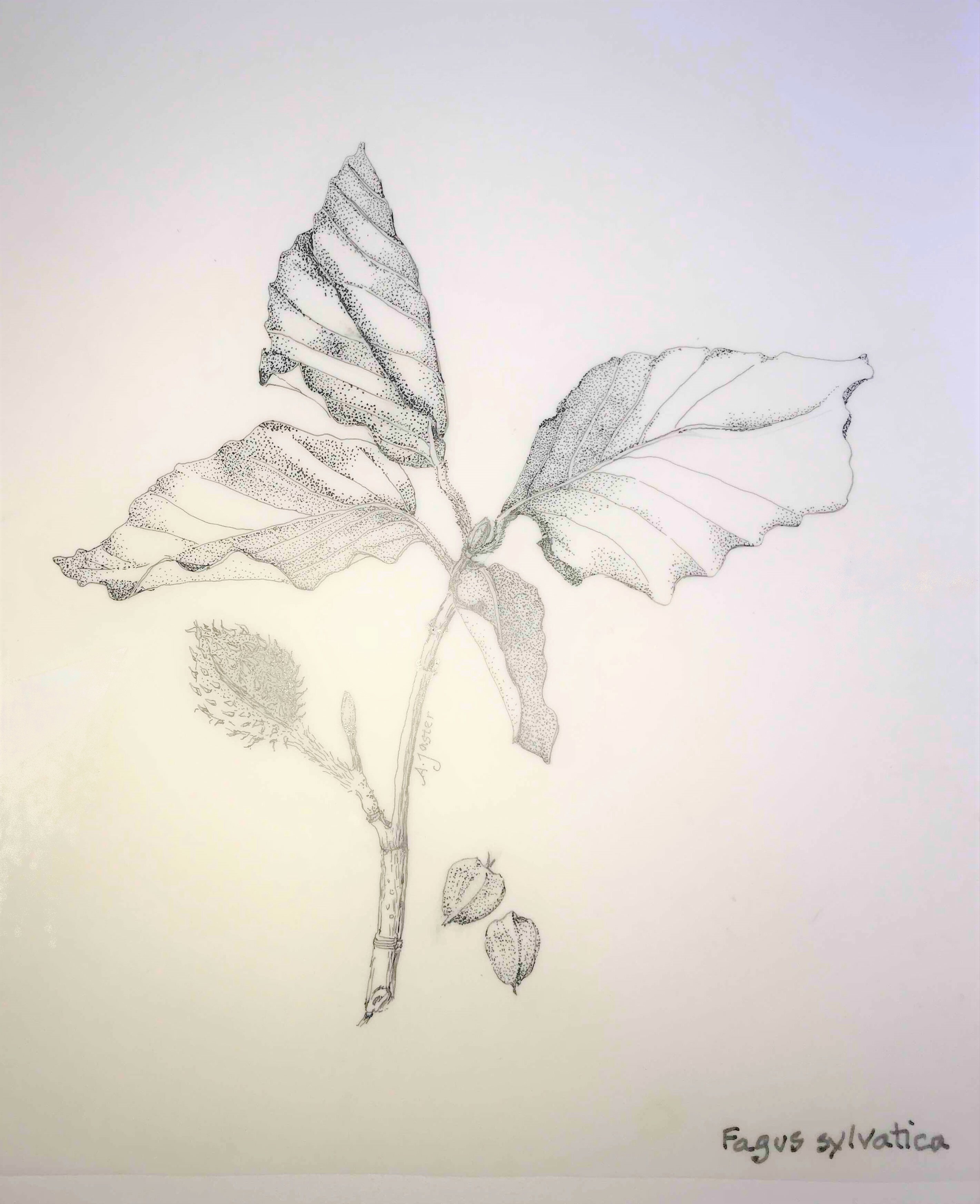 Fagus sylvatica