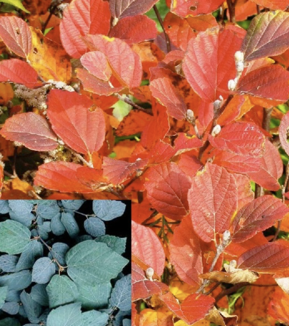 Fothergilla