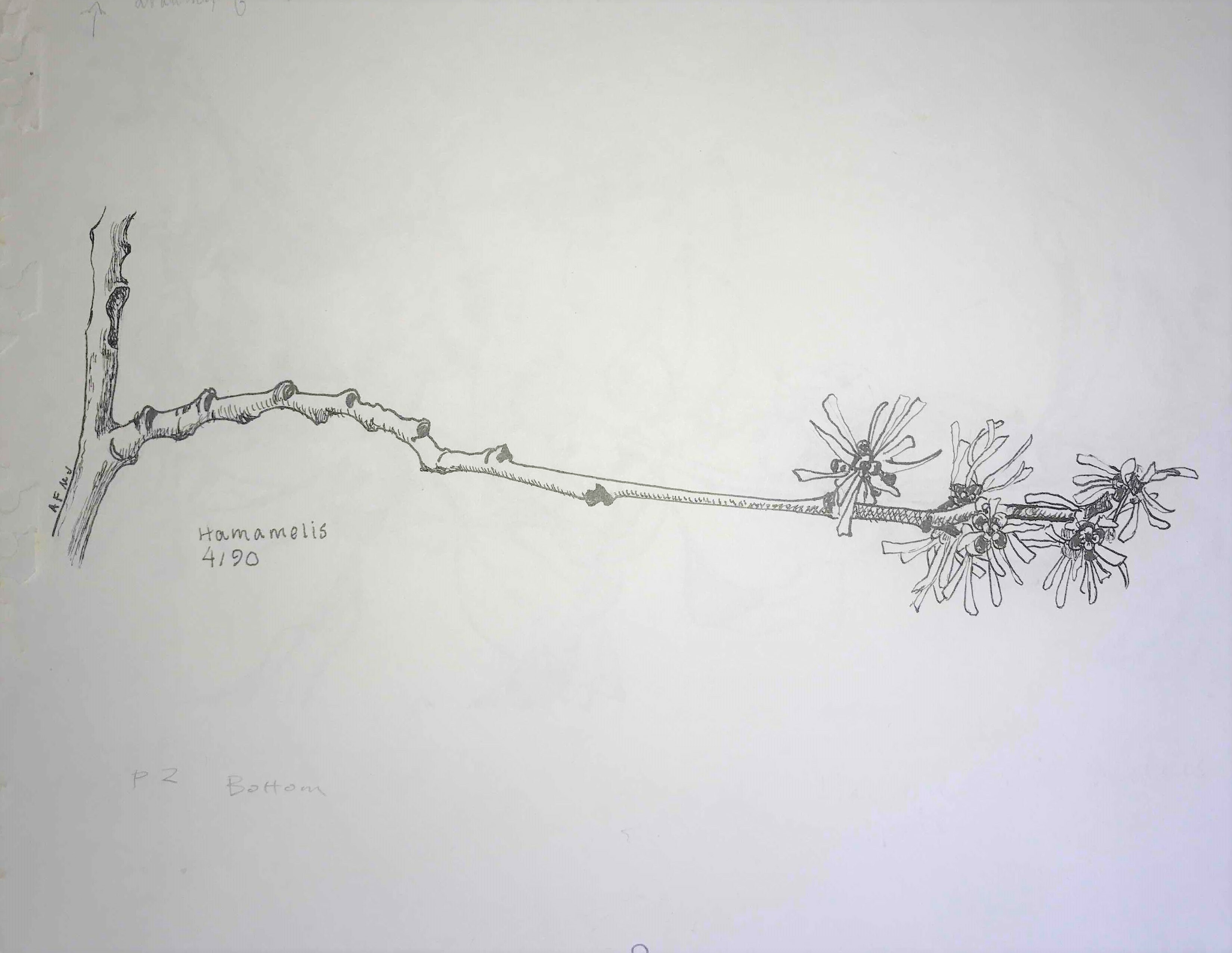 Hamamelis