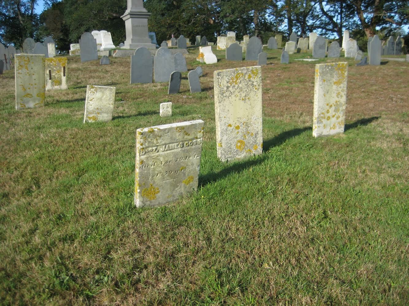 Lichen growing on tombstones