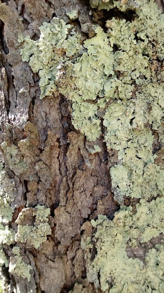 Lichen on tree bark