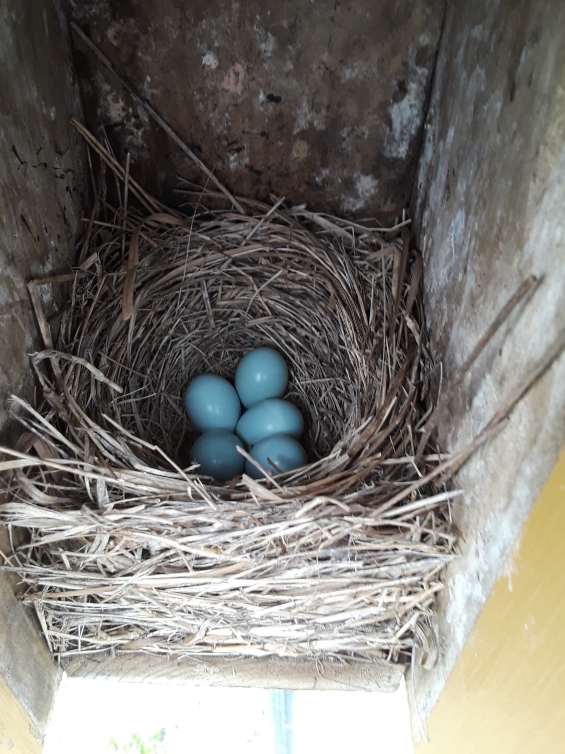 Bluebird eggs