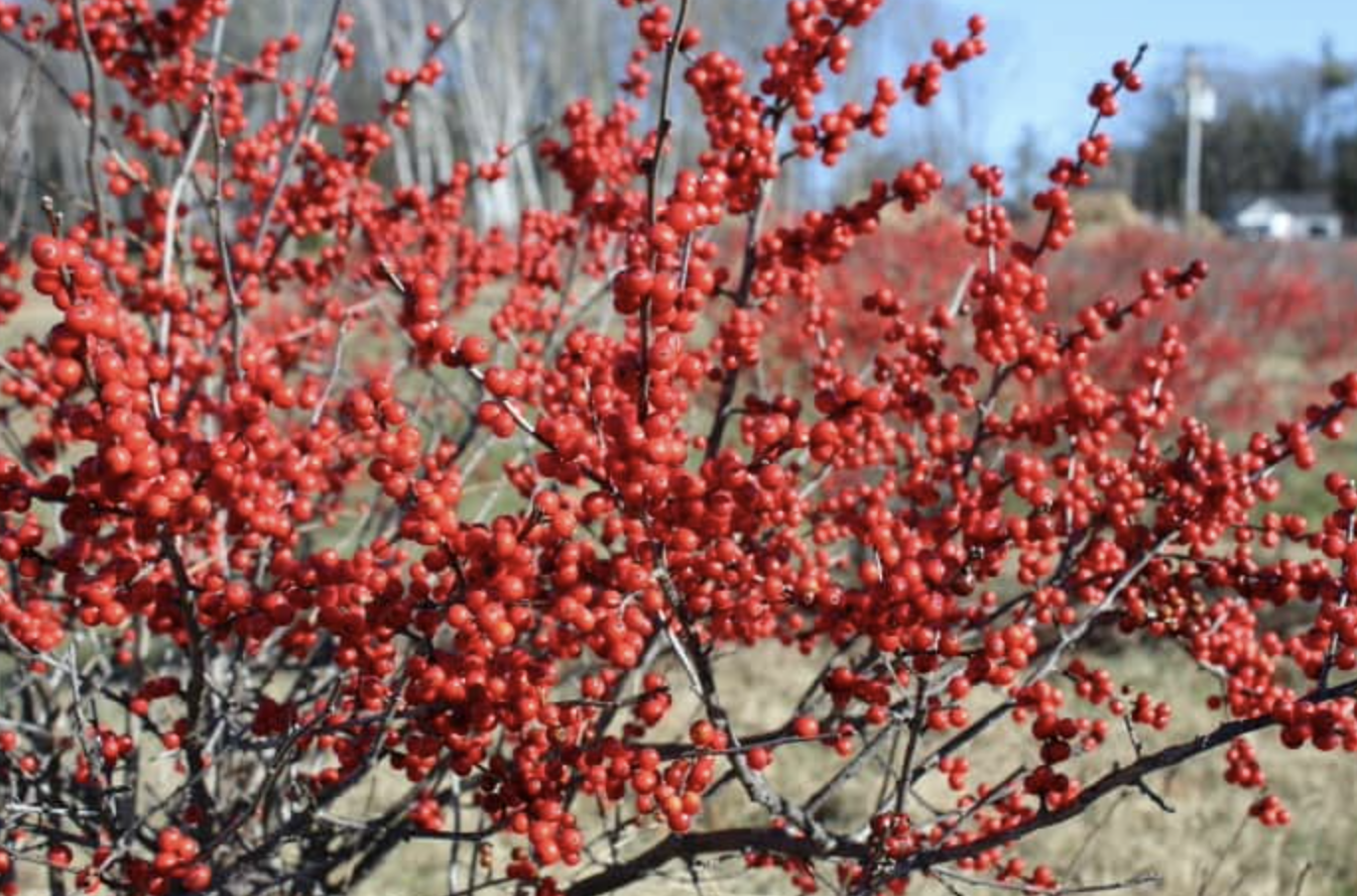 Ilex verticillata W Interberry
