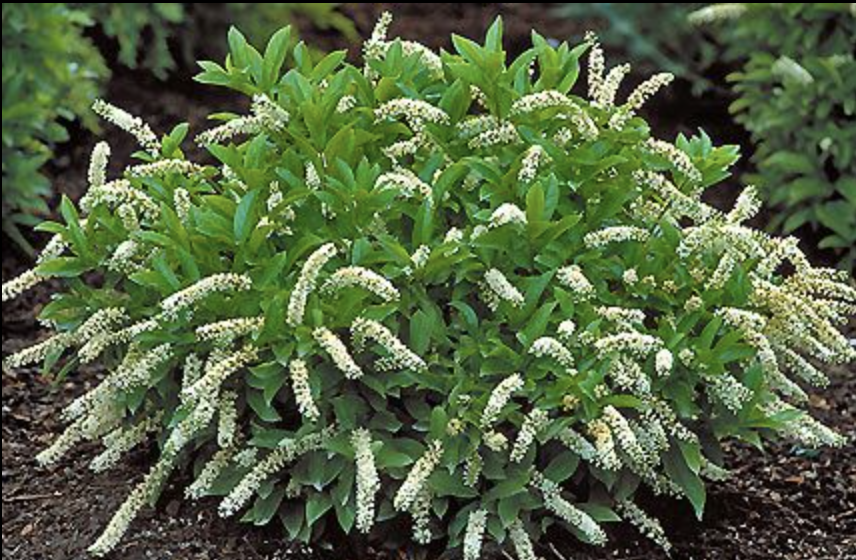 Itea virginica Virginia sweetspire