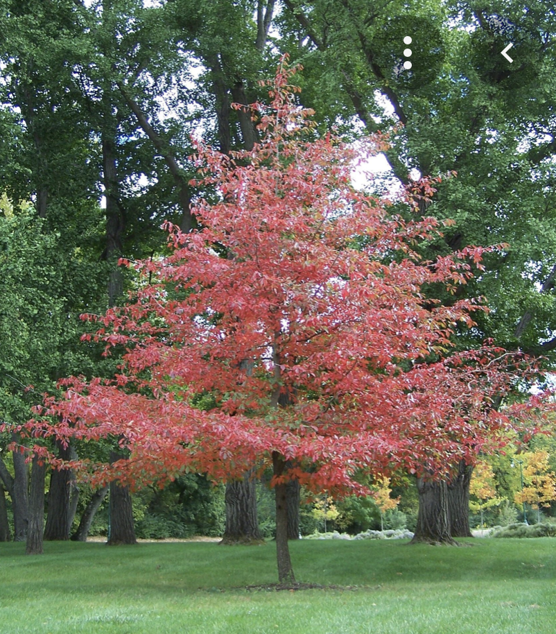 Nyssa sylvatica tupelo