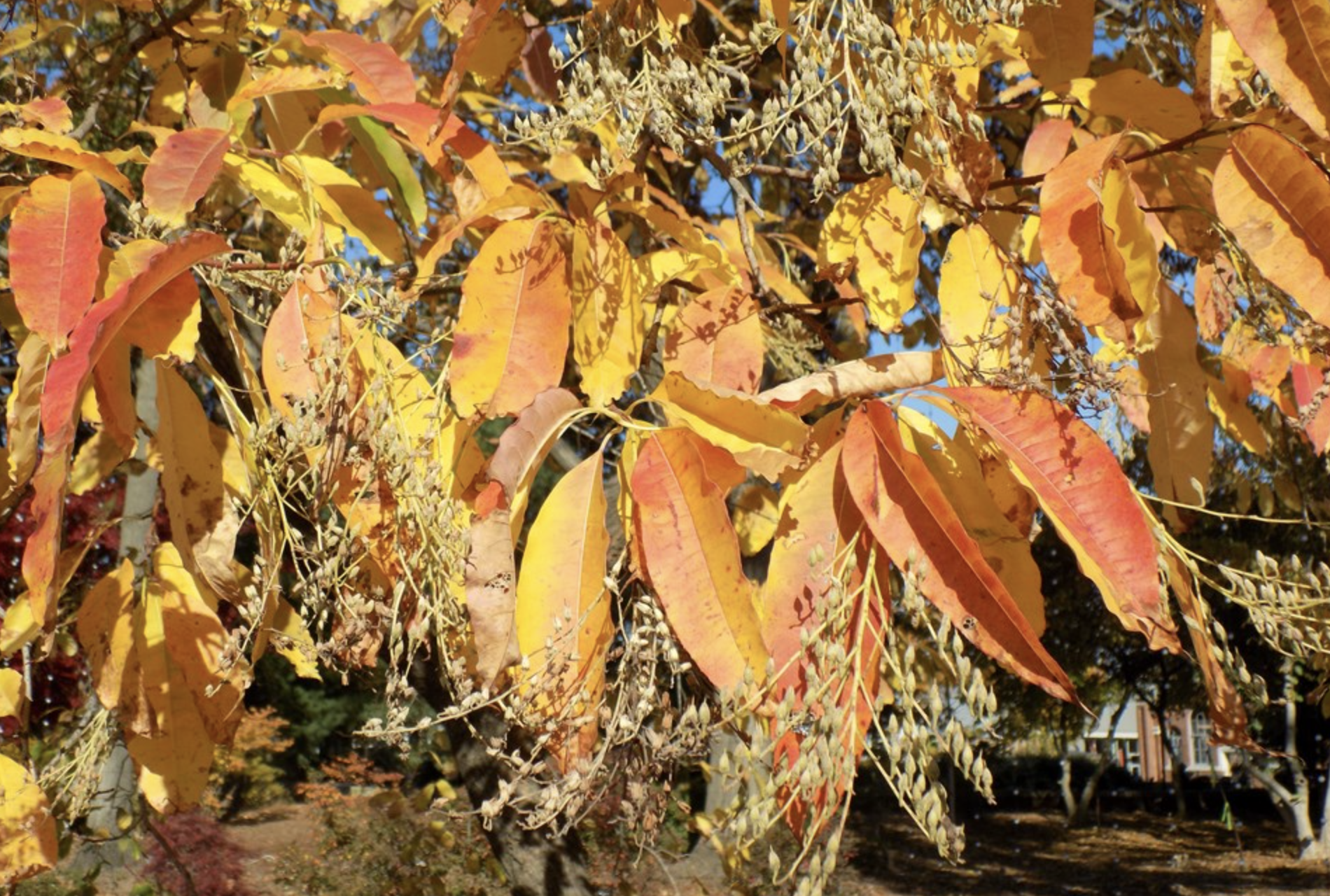 Oxydendrum arboretum sourwood