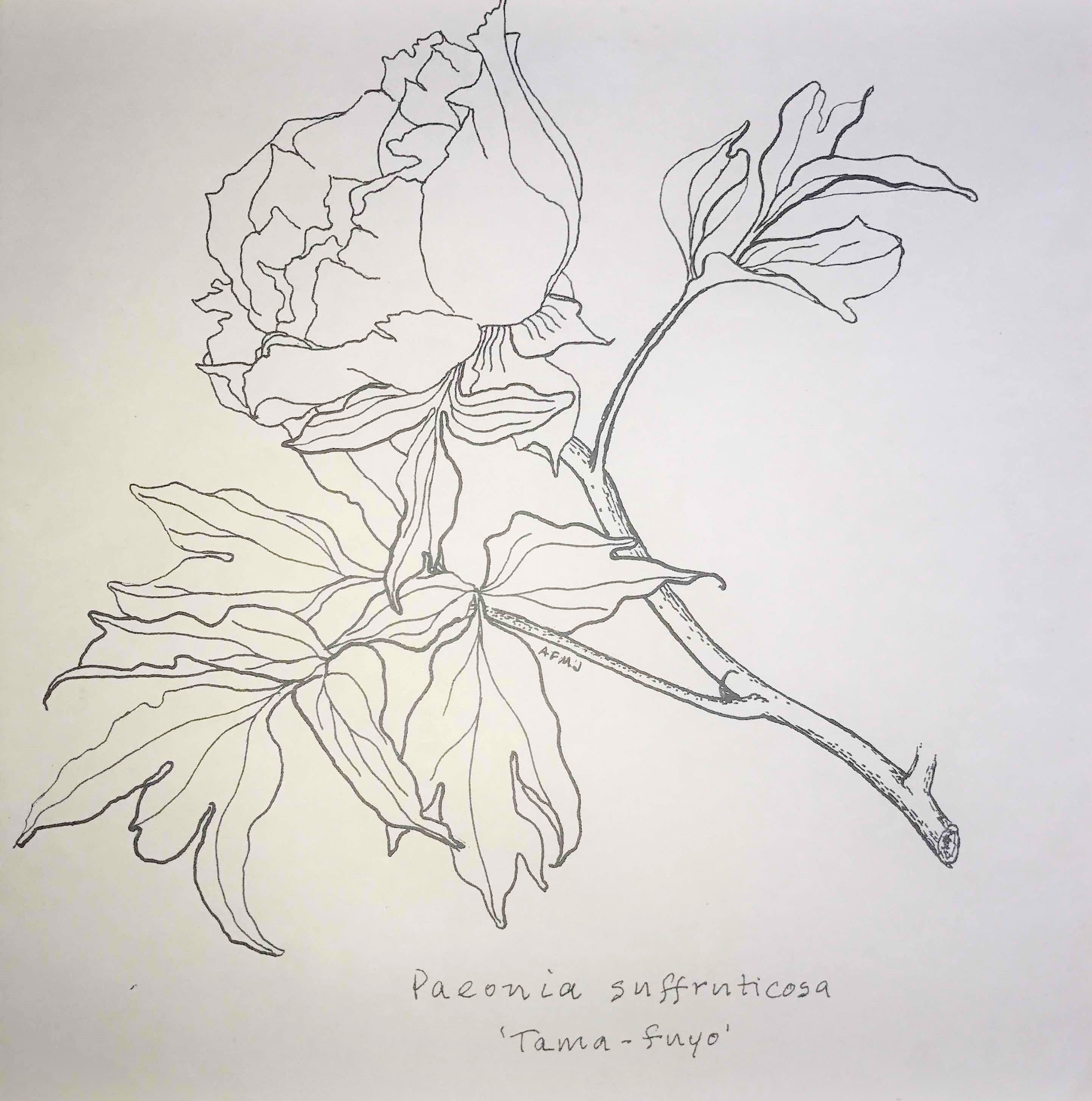 Paeonia suffruticosa Tama fuyo