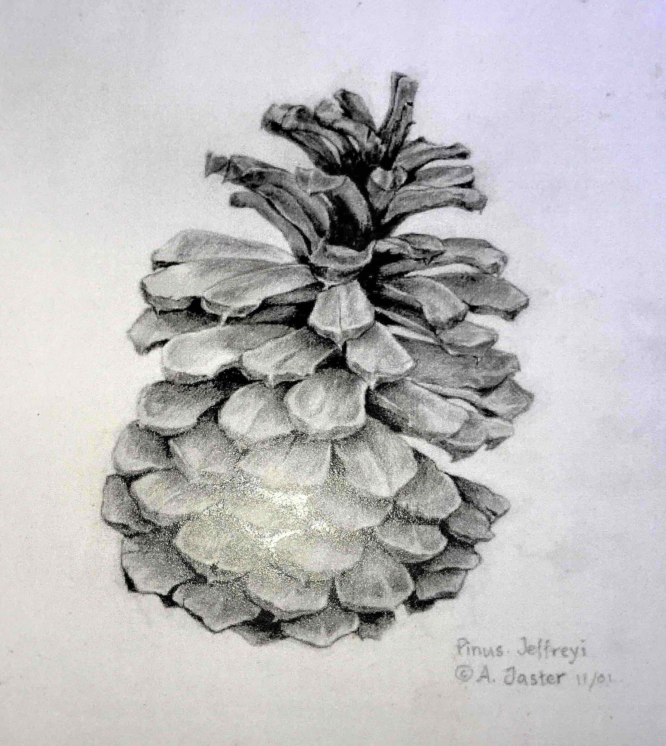 Pinus Jeffreyi