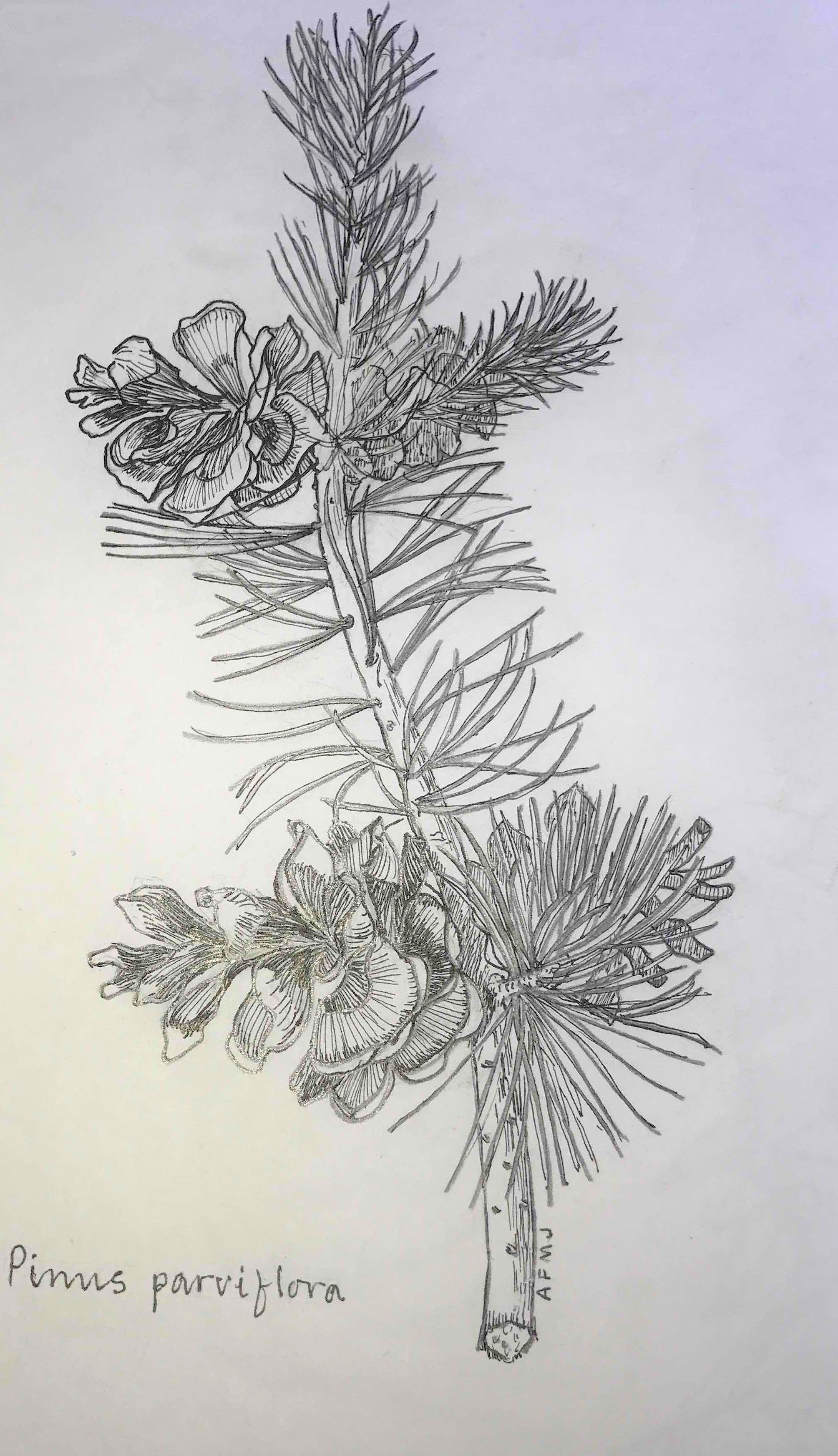 Pinus parviflora