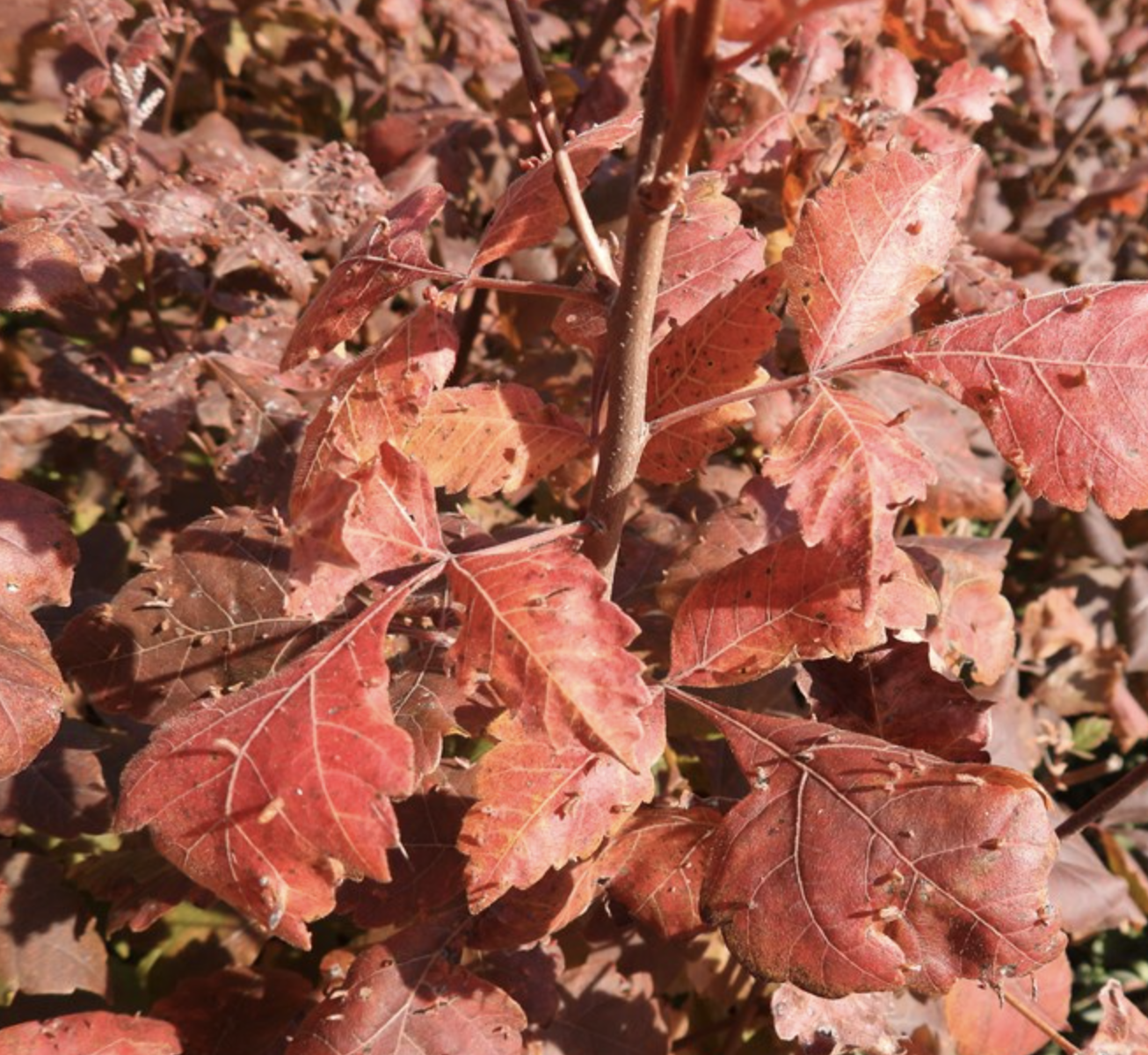 Rhus aromatica fragrant sumac