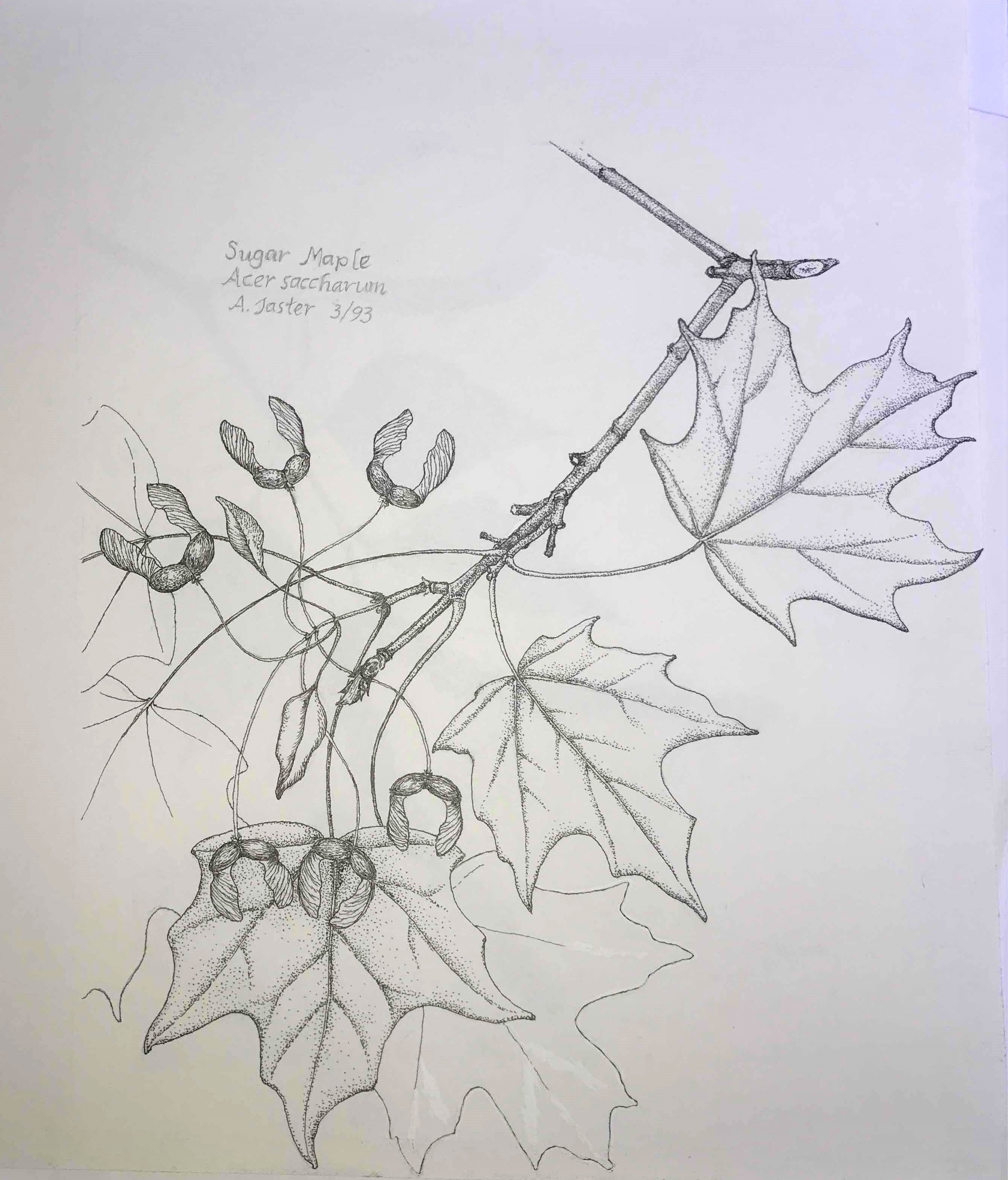 Sugar Maple Acer saccharian