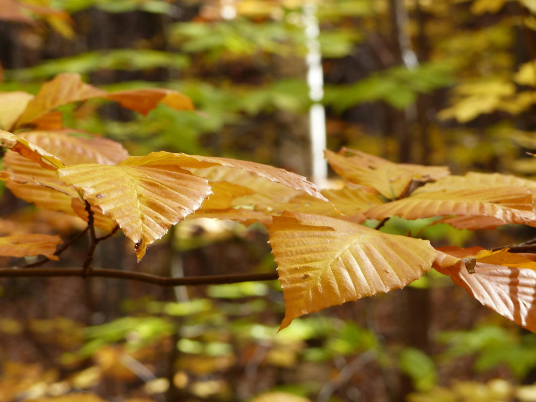 Beech02