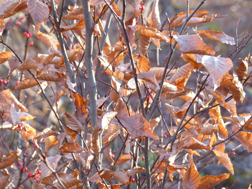 Beech03