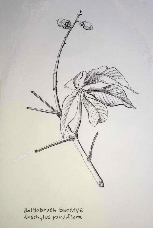 Bottlebrush buckeye auschylus parviflora 2 orig
