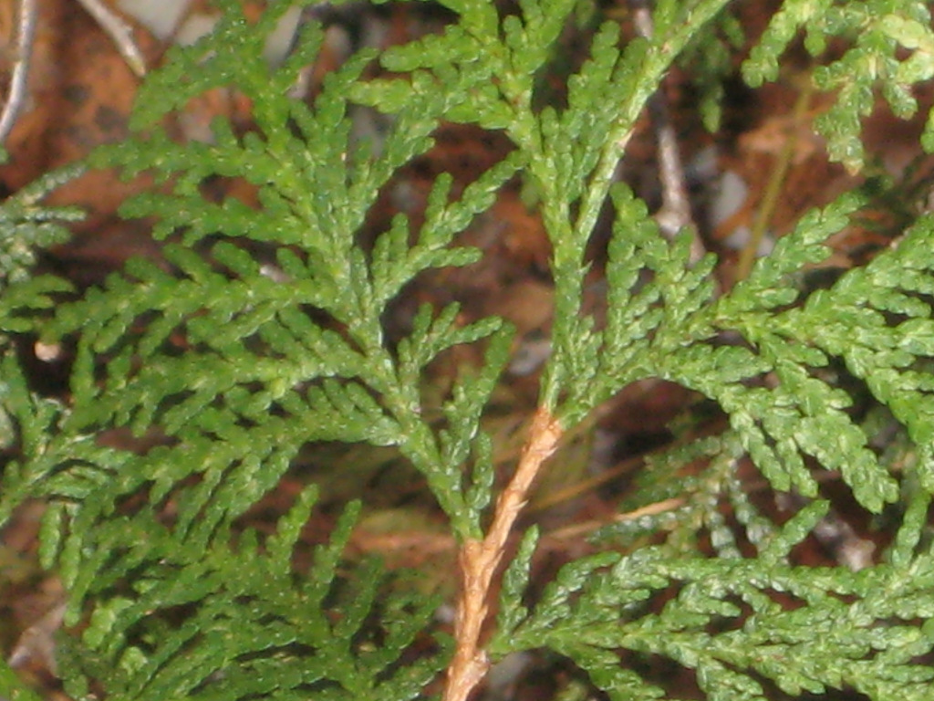 Cedar