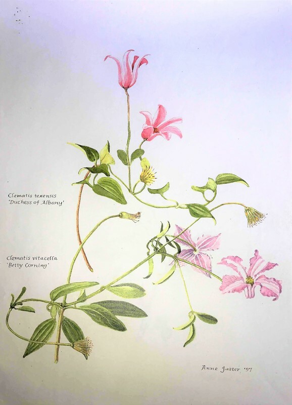 Clematis texensis dutchess of albany edit 3 2 orig