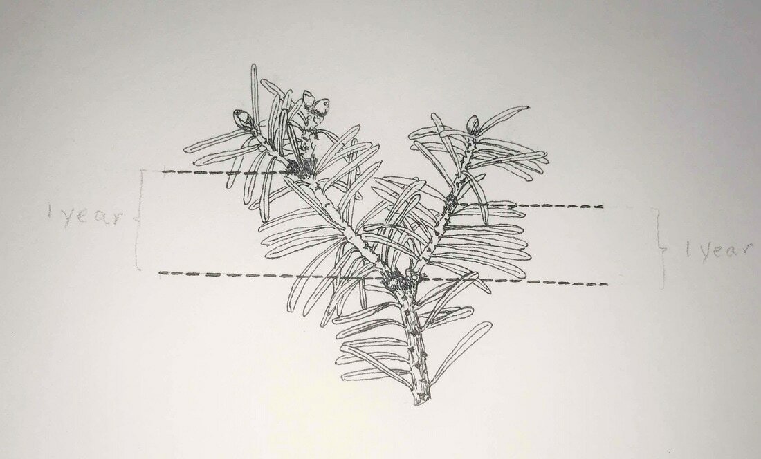 Evergreen growth diagram 2 orig
