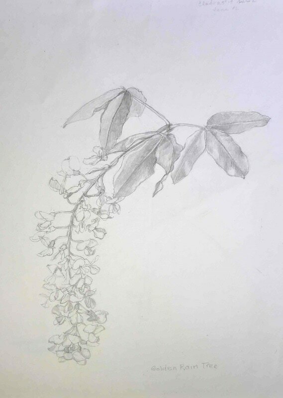 Golden rain tree 2 orig