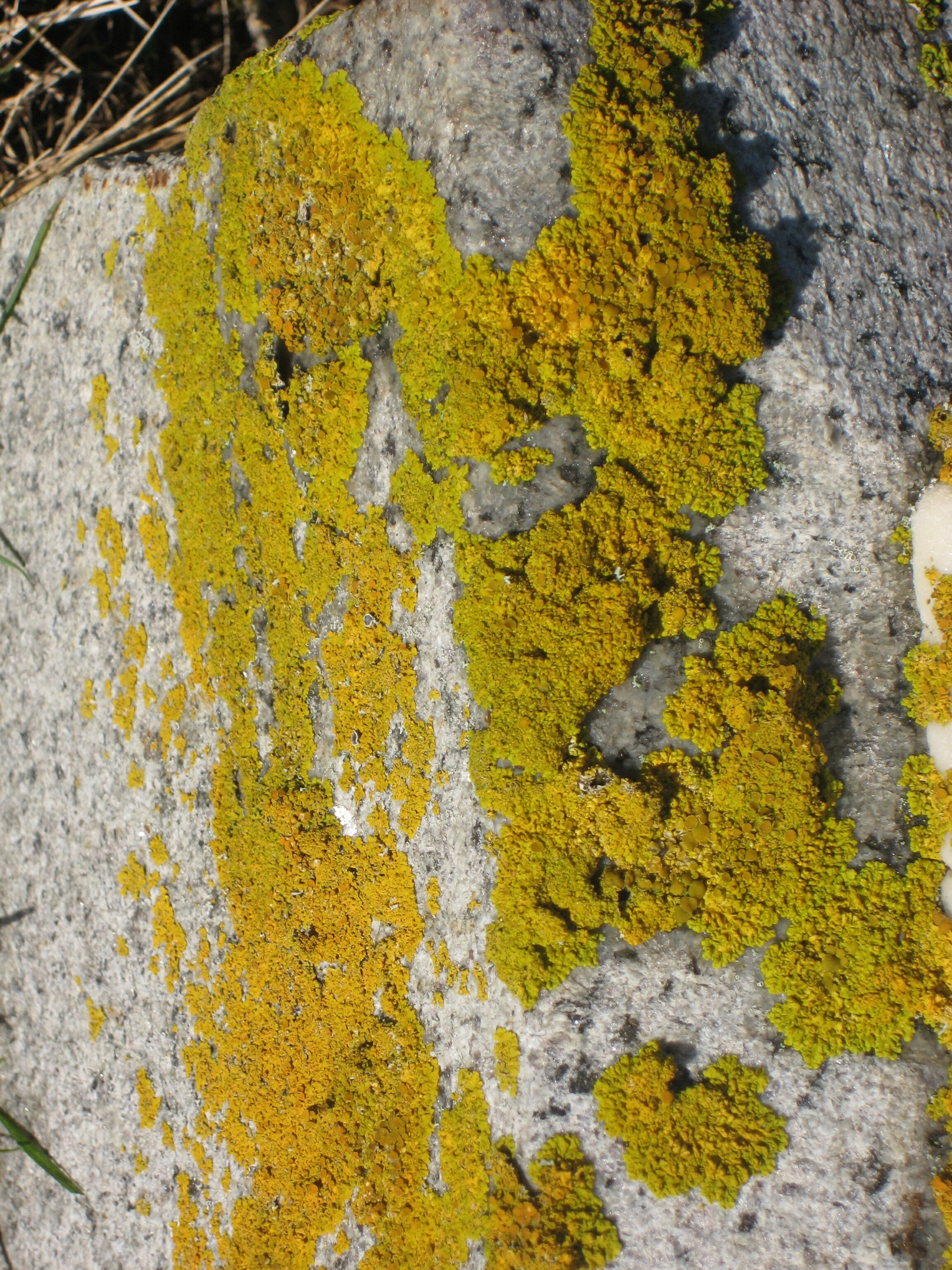 Lichen on tombstone