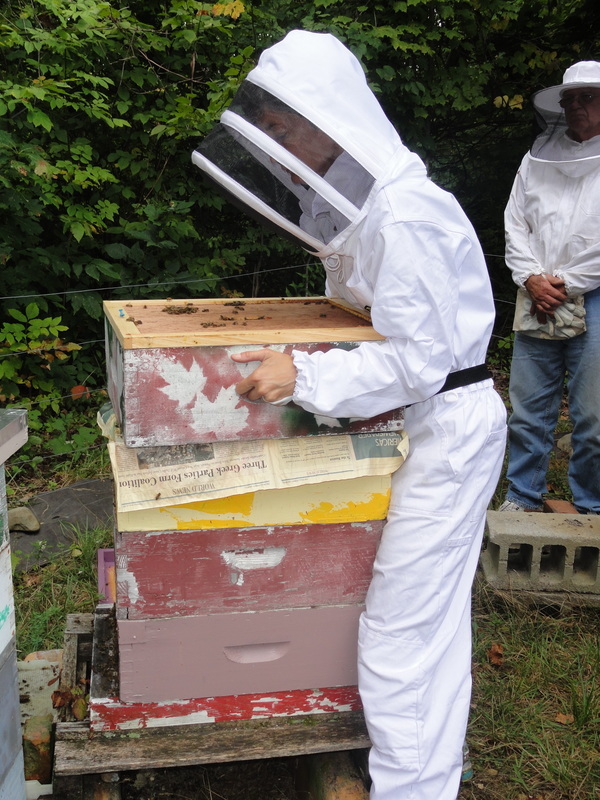 Moving hives 2 orig