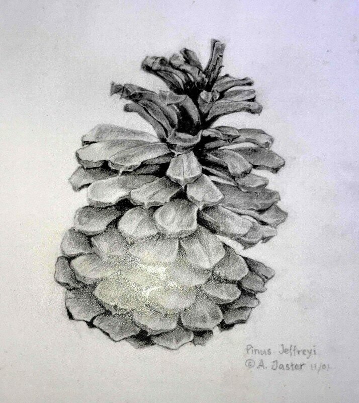 Pinus jeffreyi 2 orig