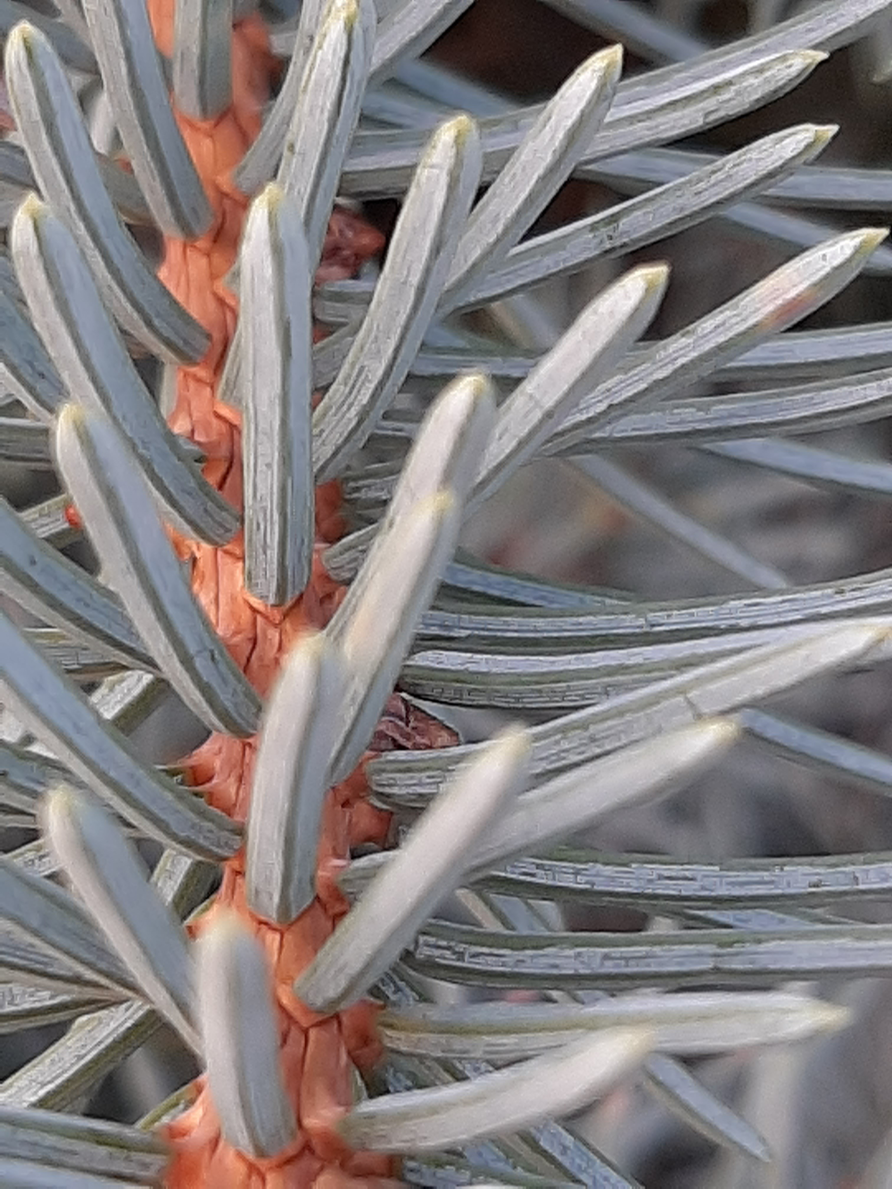 Spruce blue needles