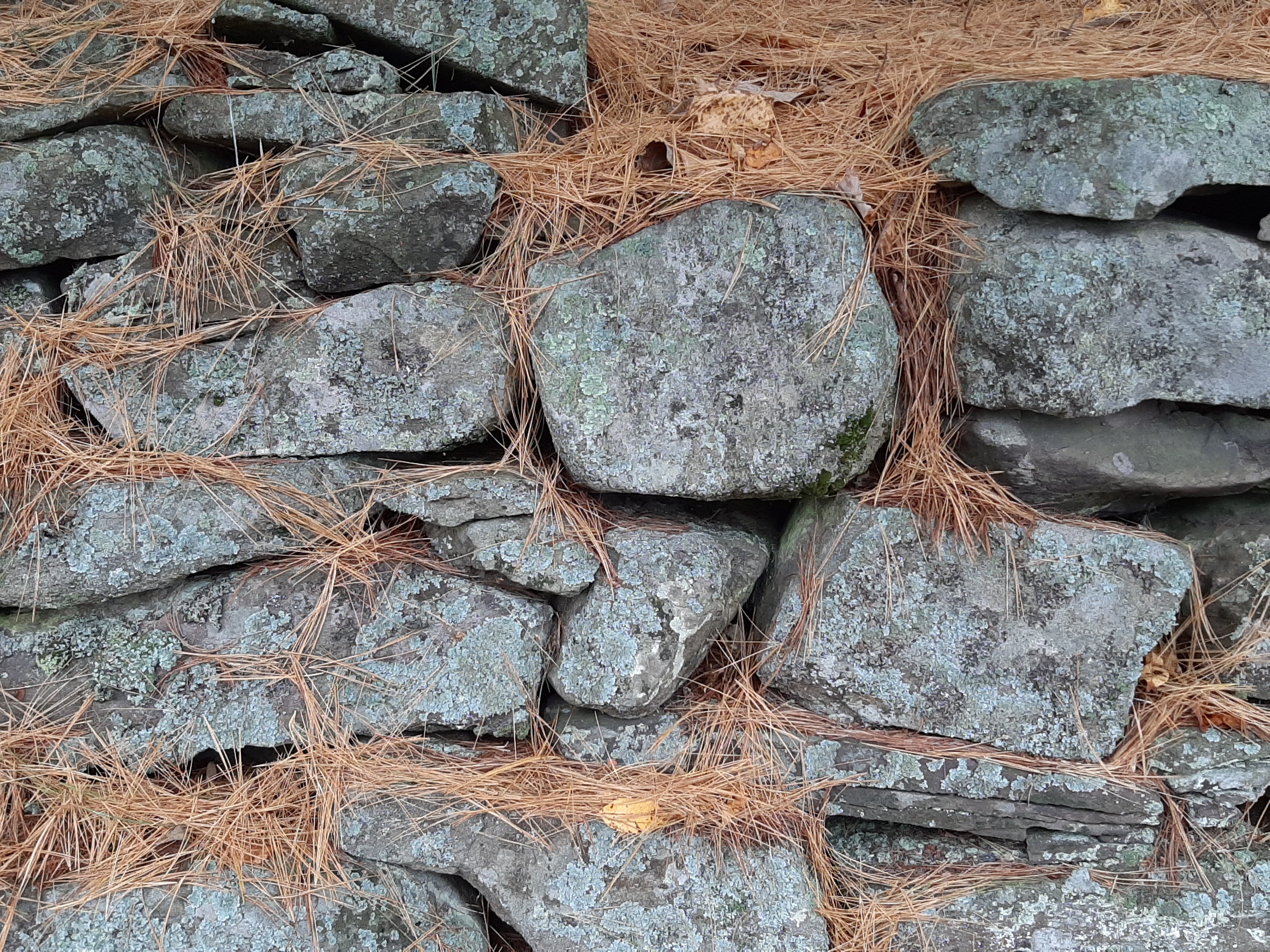 Stone walls pine needles