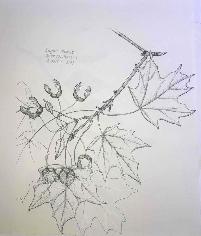 Sugar maple acer saccharian 2 orig