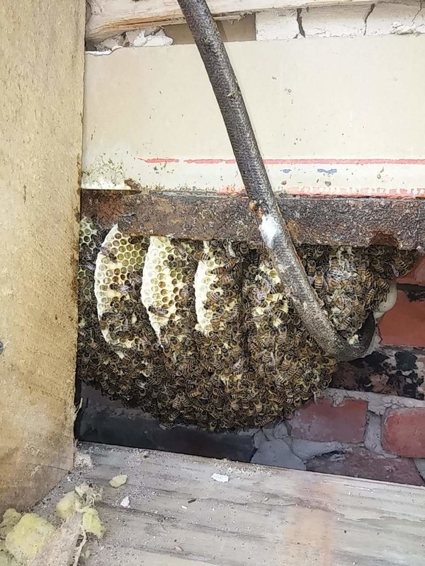 Taking bees from house 1 orig