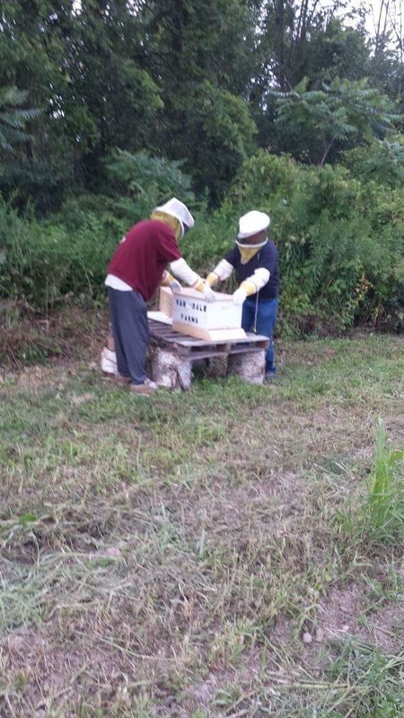 Working bees on farm 1 orig