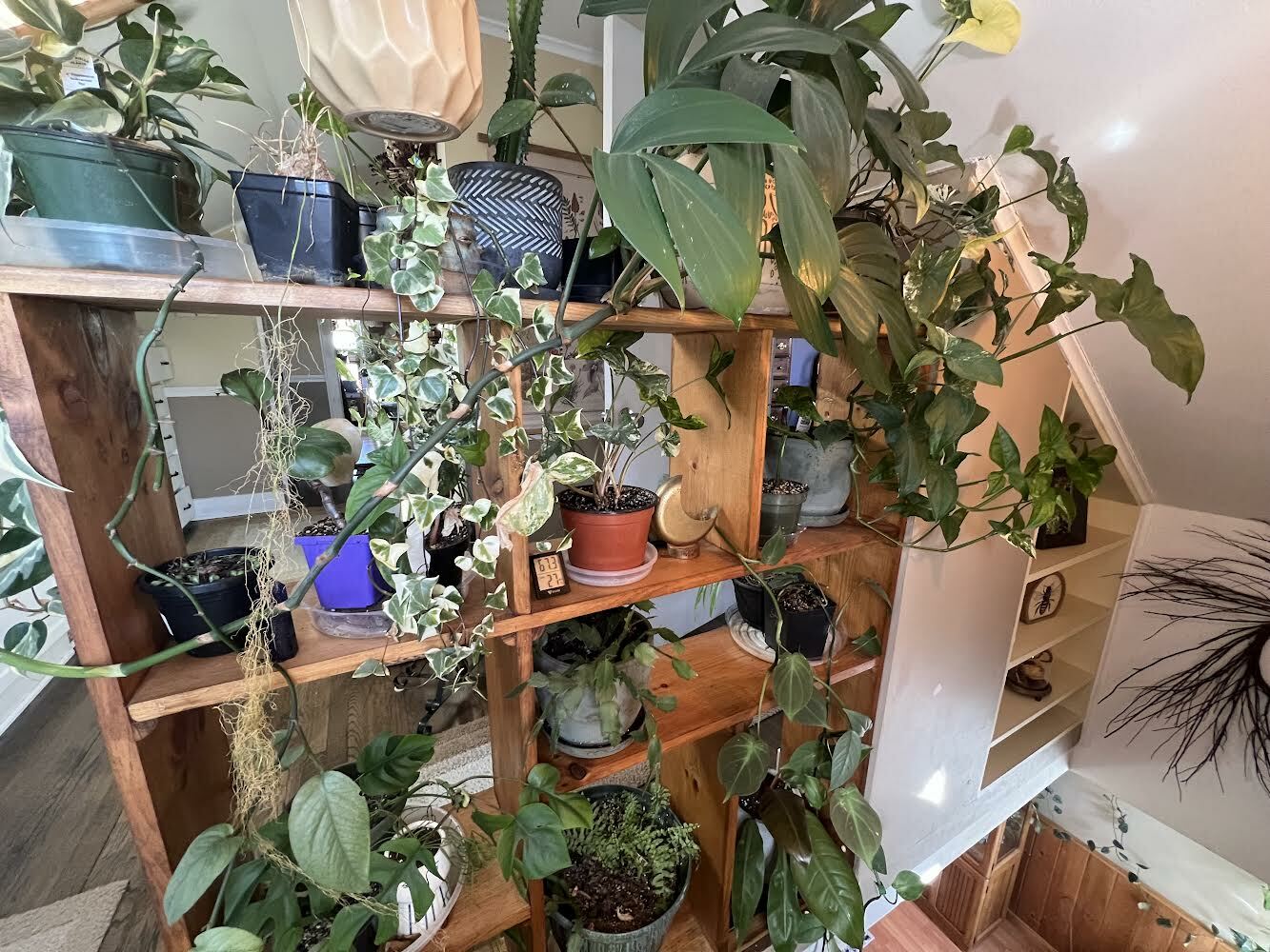 Staging for low light houseplants