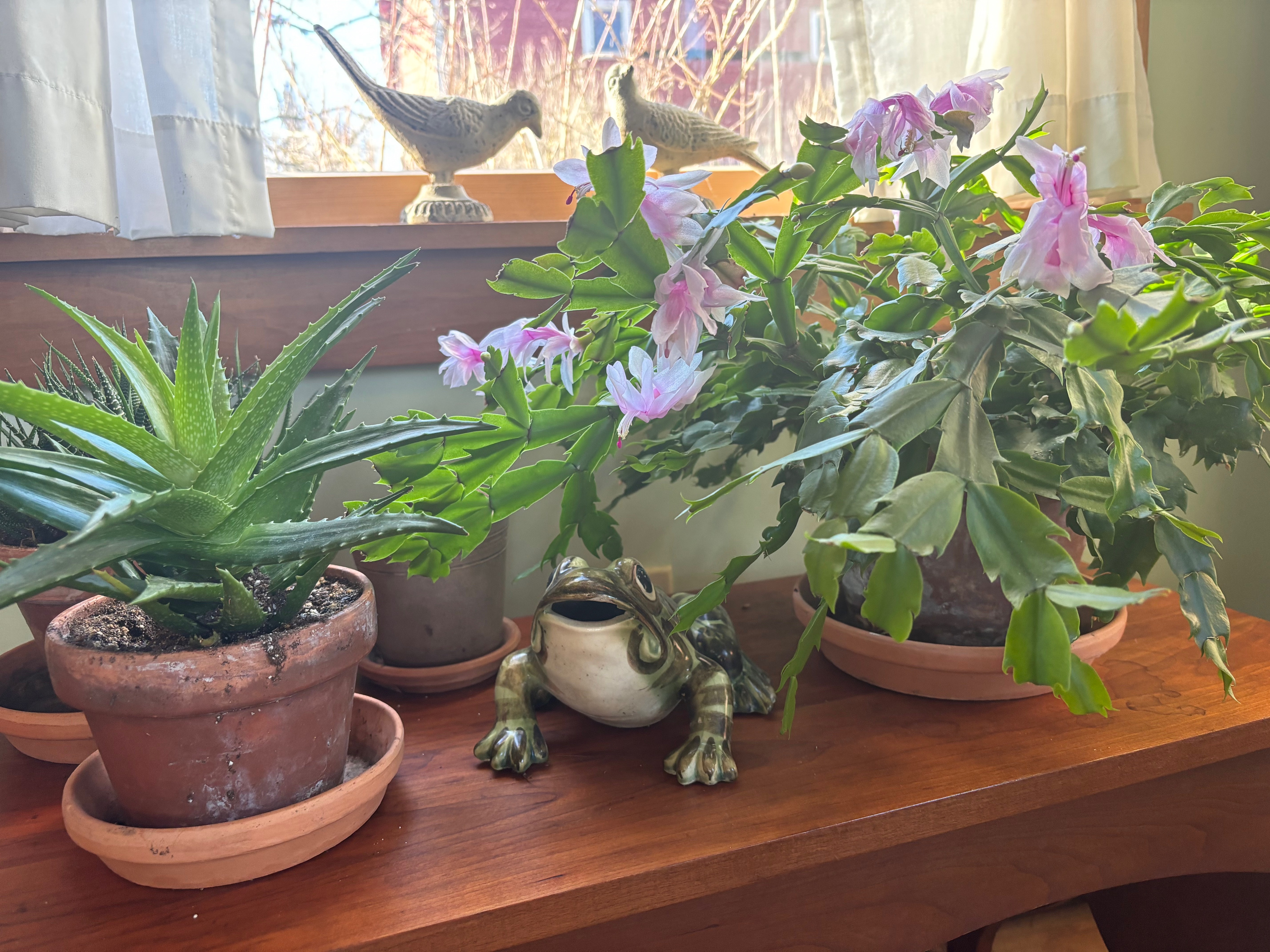 More happy houseplants