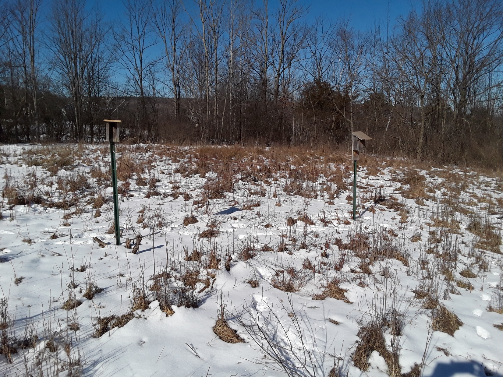 nesting boxes after