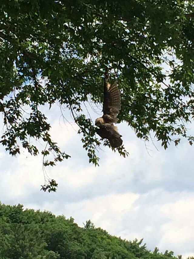 Owl in the Tree