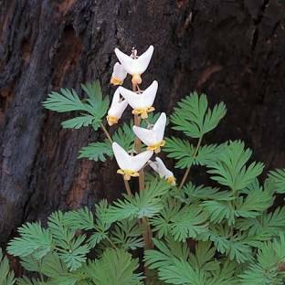 Dutchmans breeches