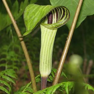 Jack in the pulpit