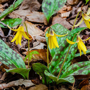 Trout lily