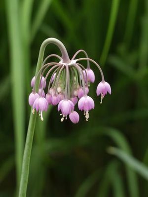 Nodding onion