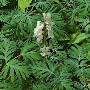 Squirrel corn