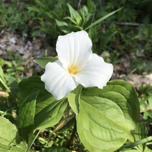 White trillium
