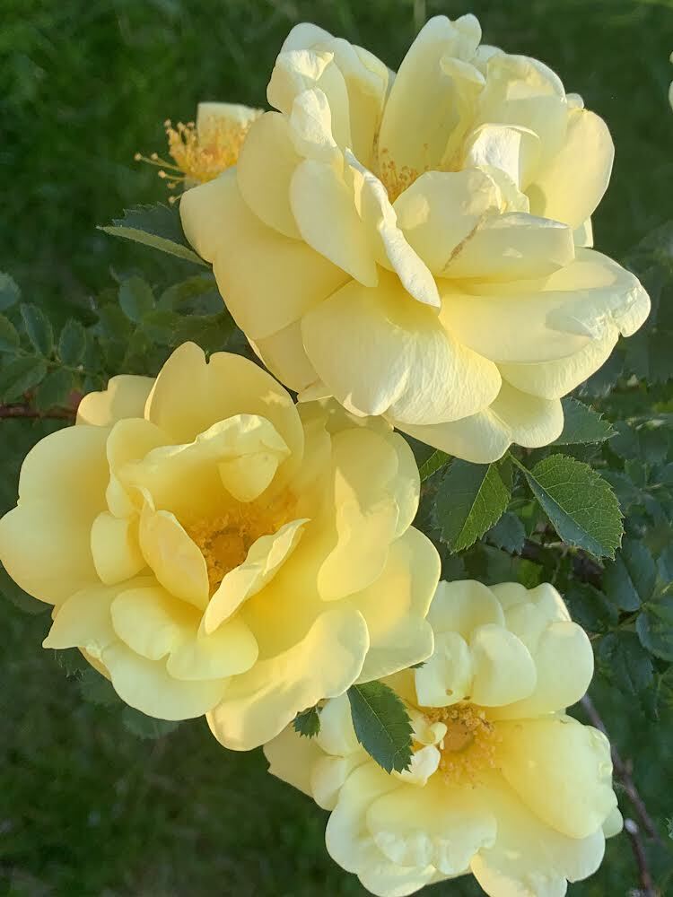Rose (Rosa "Harrison's Yellow"